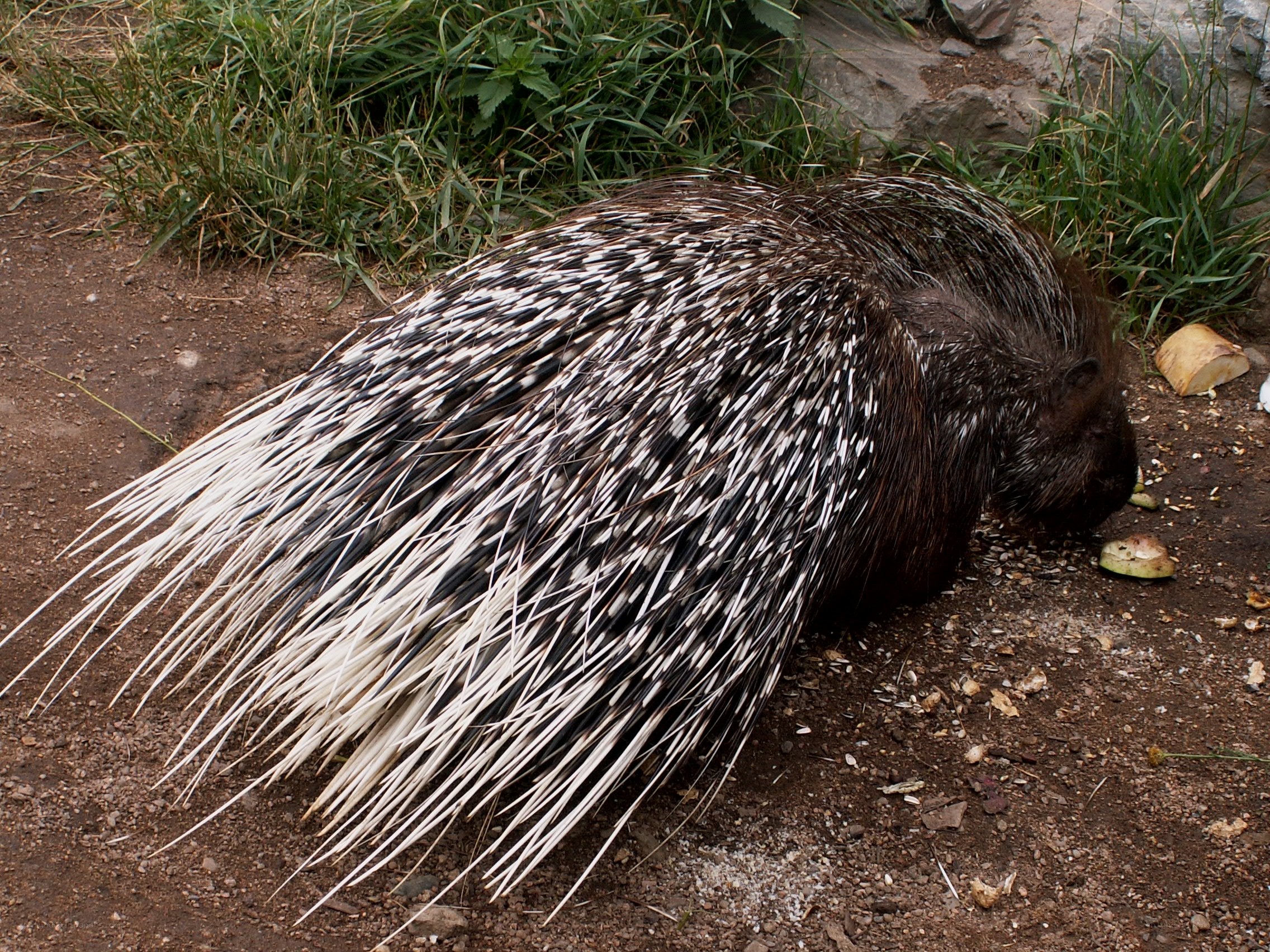 porcupine eating on ground