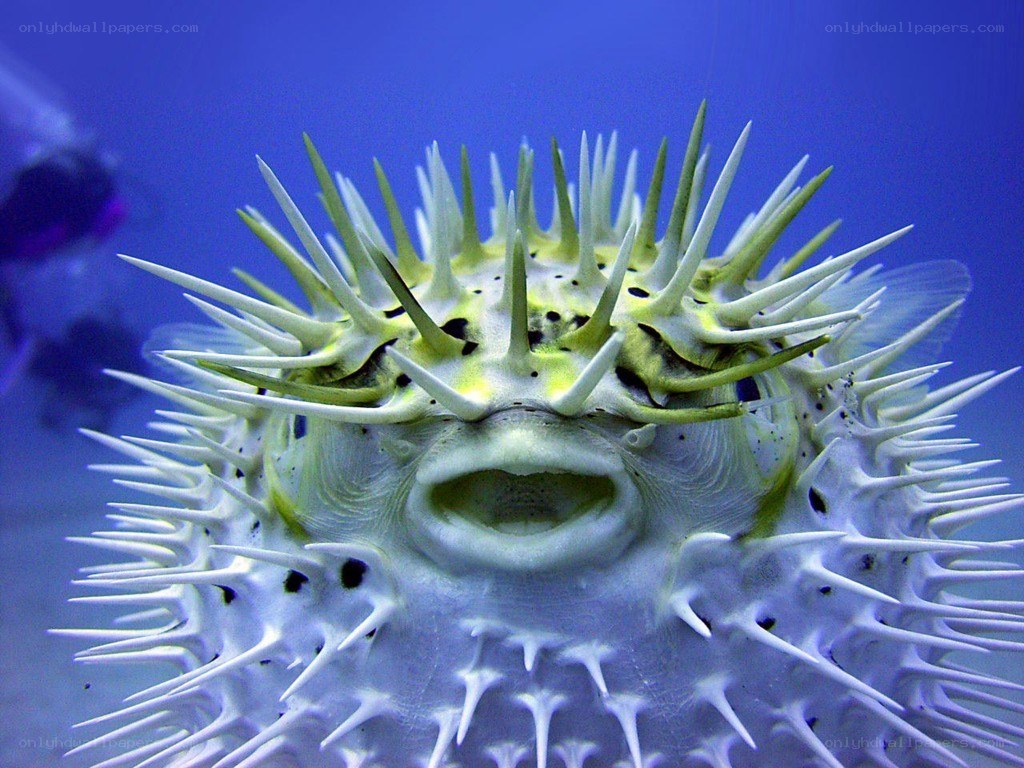 porcupine fish close-up