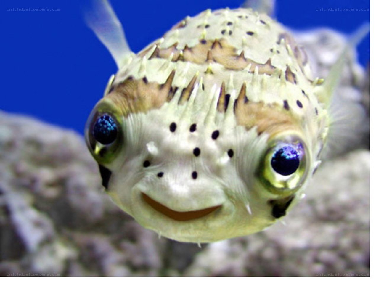porcupine fish close-up