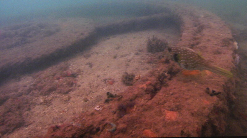 Porcupine Fish on Seabed