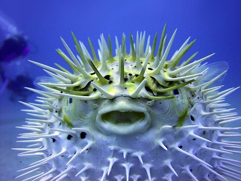 porcupine fish with spines