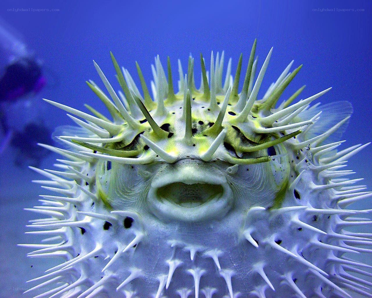 porcupine fish with spines