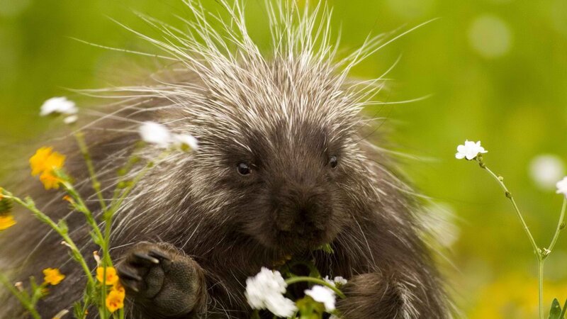 porcupine in a field of flowers