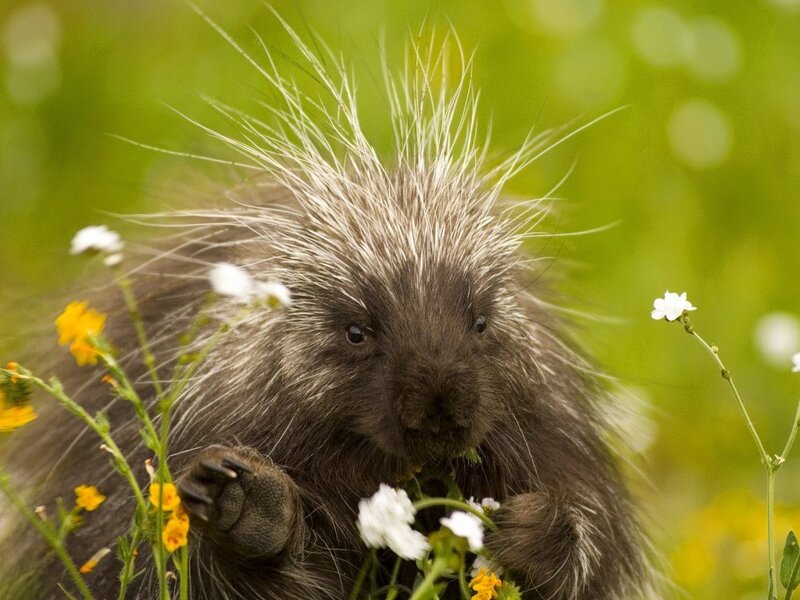 Porcupine in a field of flowers