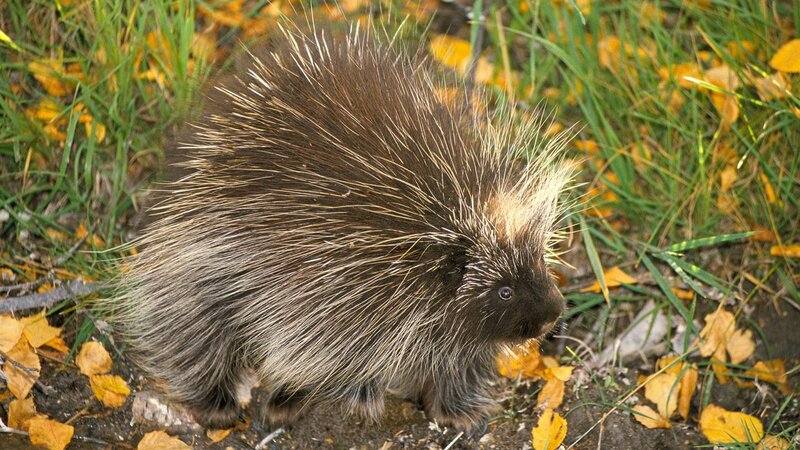 porcupine in autumn grass