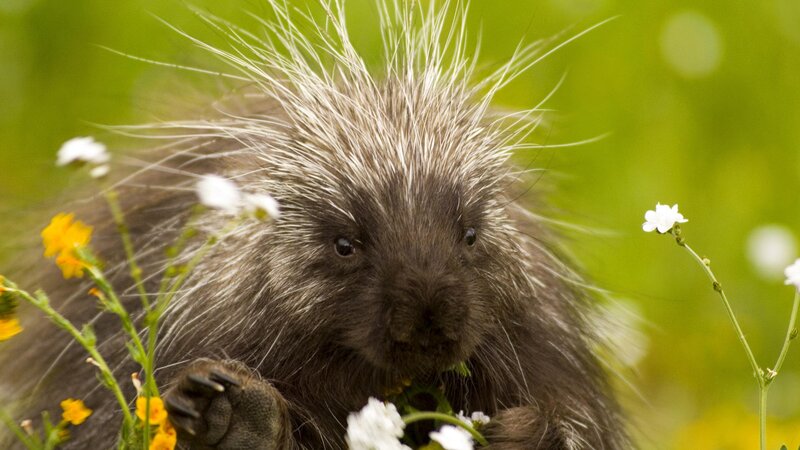 Porcupine in Flowers — Green