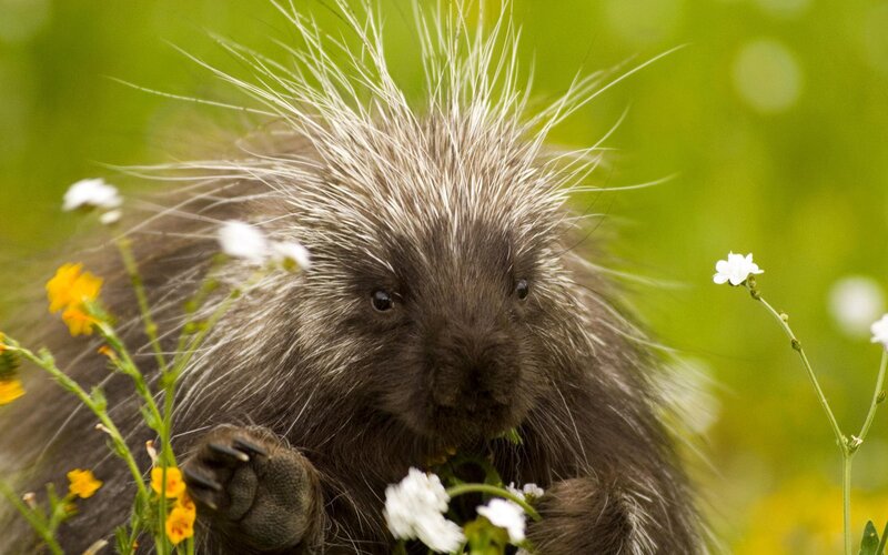 Porcupine in Flowers