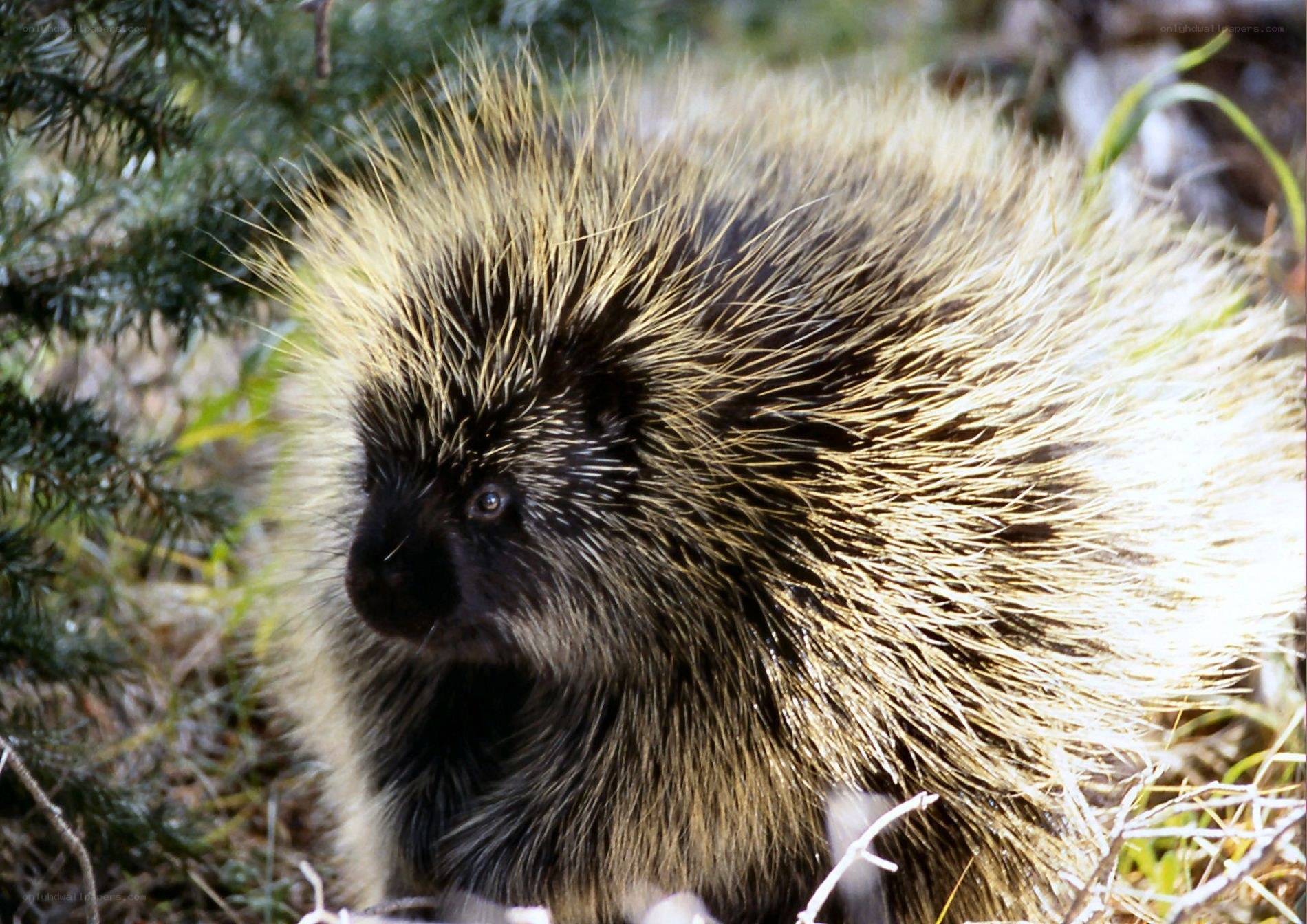 porcupine in forest