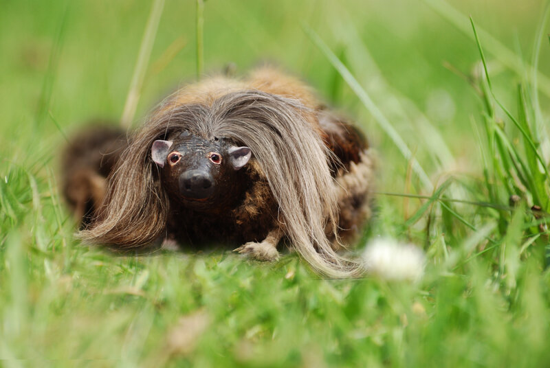 porcupine in grass