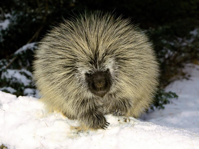 Porcupine in Snow