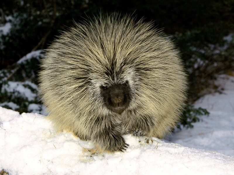 Porcupine in snowy forest
