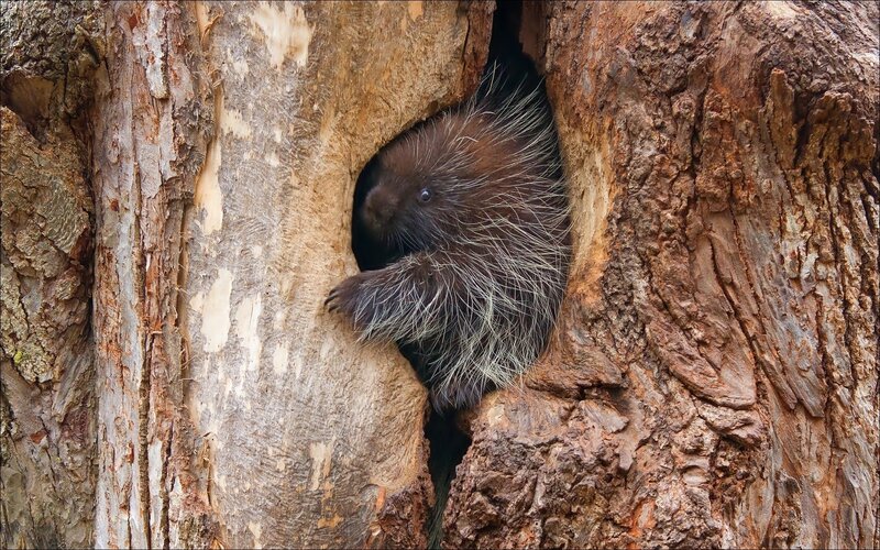 Porcupine in Tree Hollow — Brown
