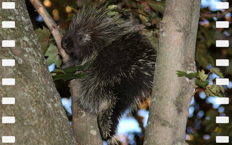 Porcupine in Tree
