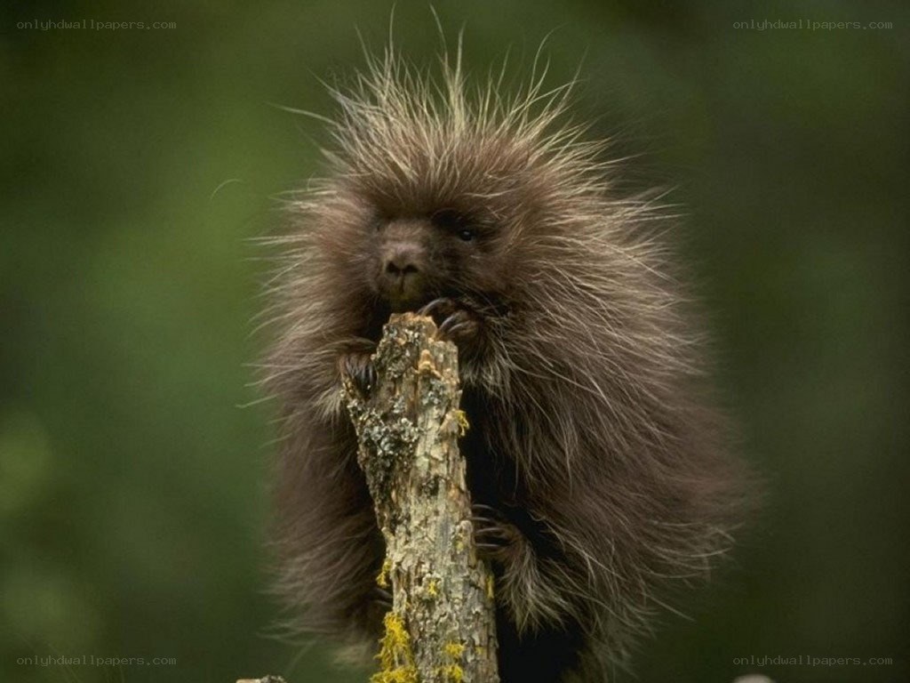 porcupine on a branch