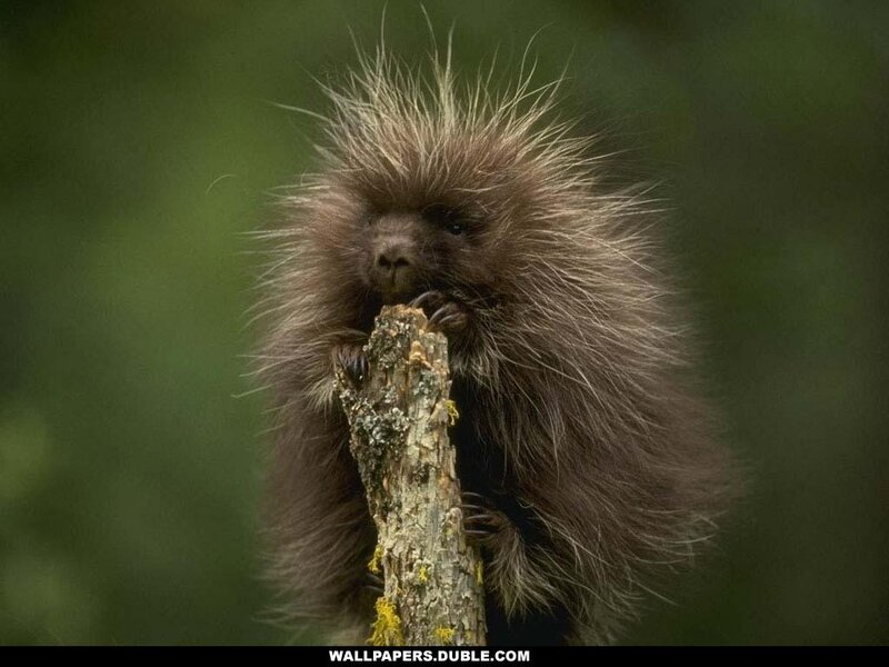 porcupine on a branch