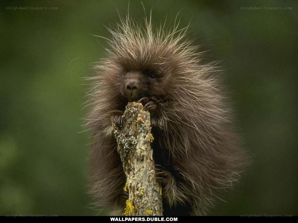 porcupine on a branch