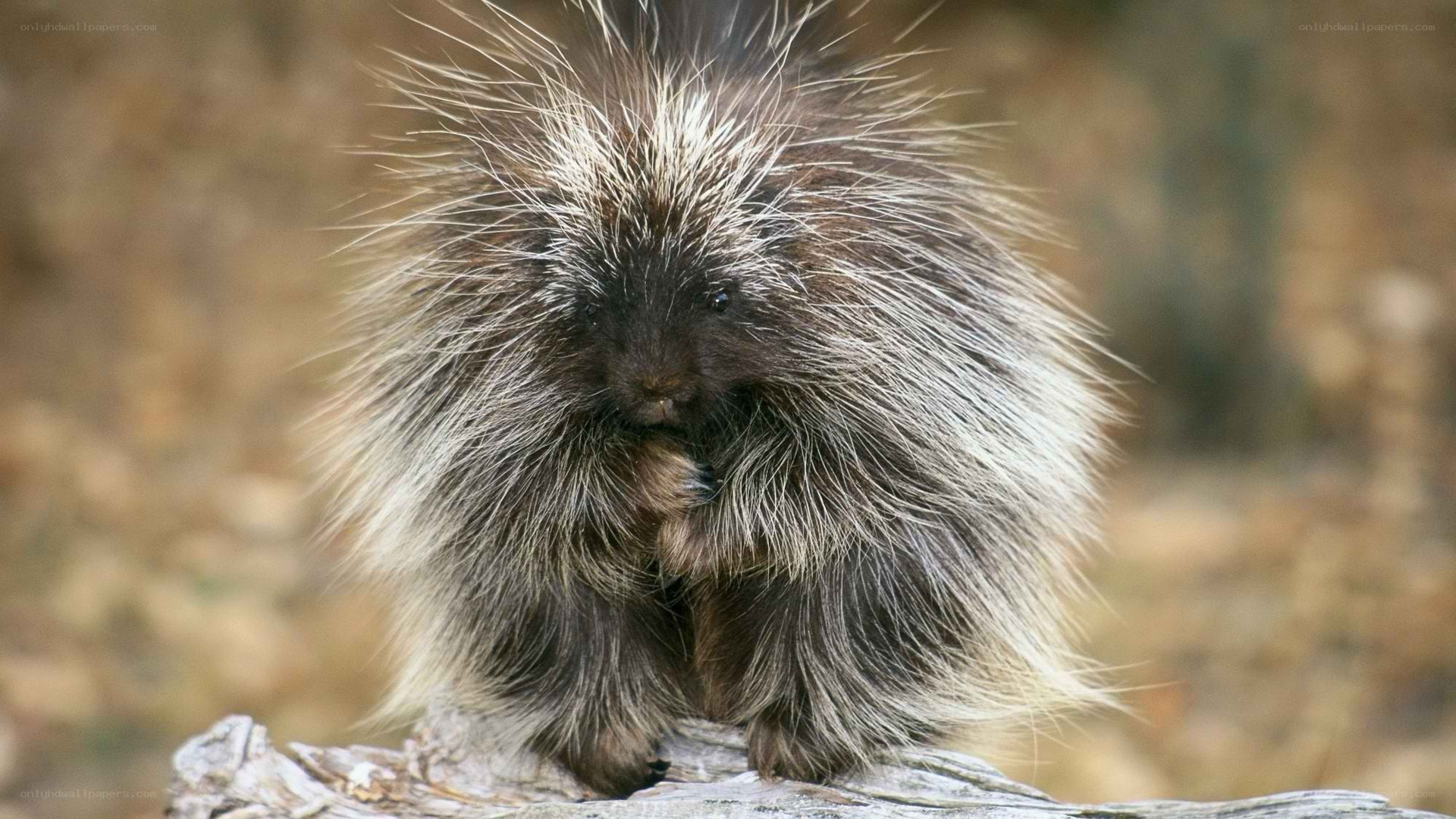 porcupine on a log