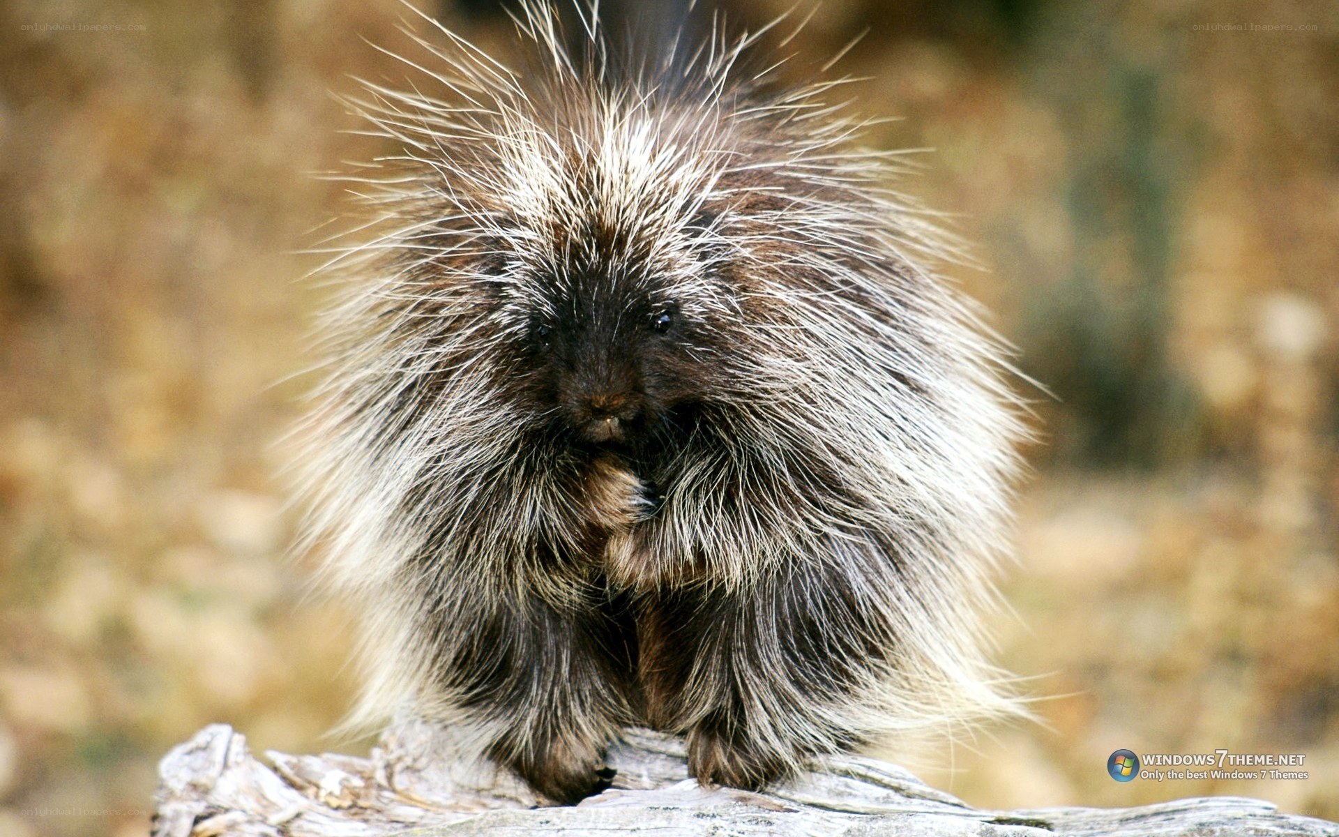 porcupine on a log