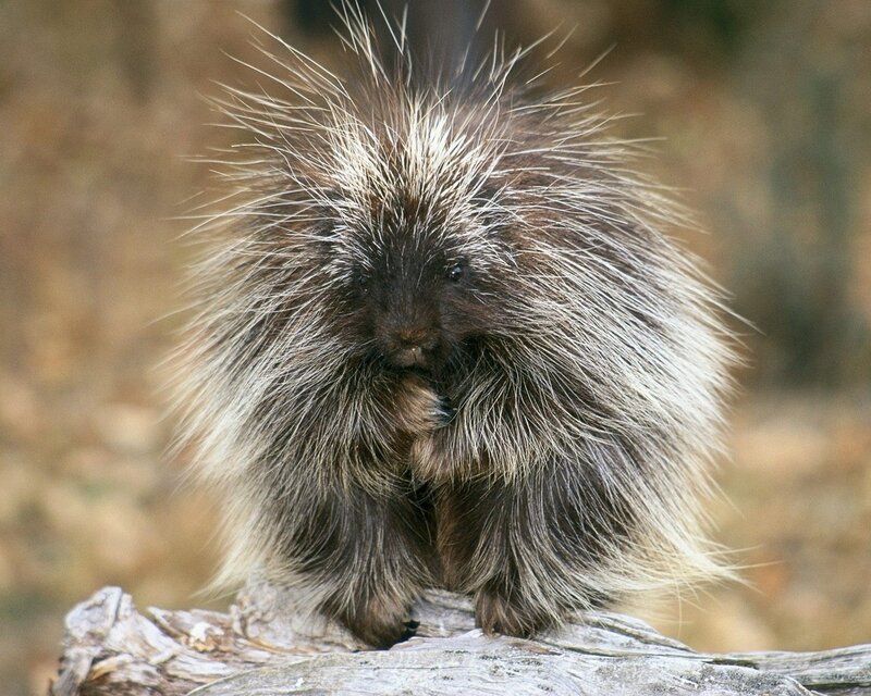 porcupine on a log