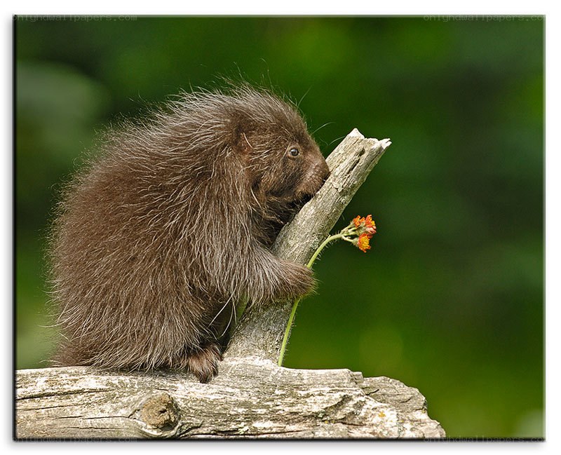 porcupine on a log