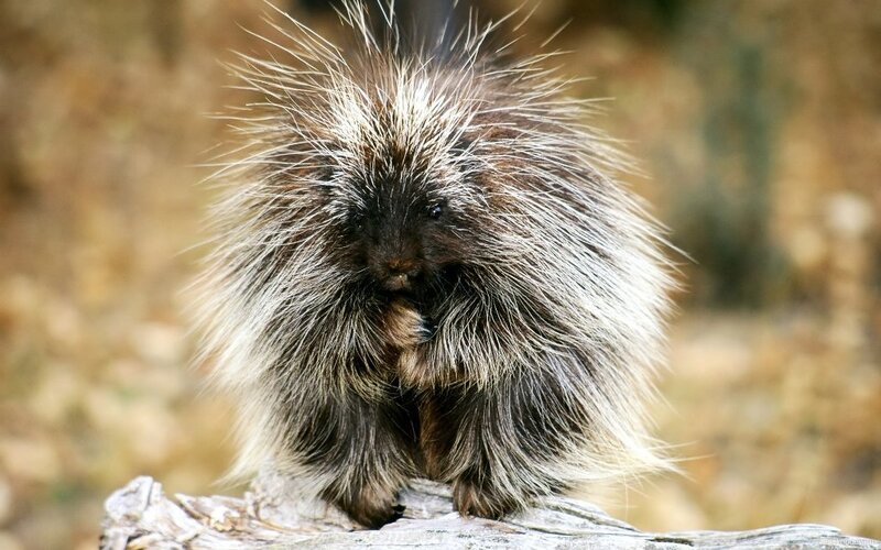 porcupine on a log