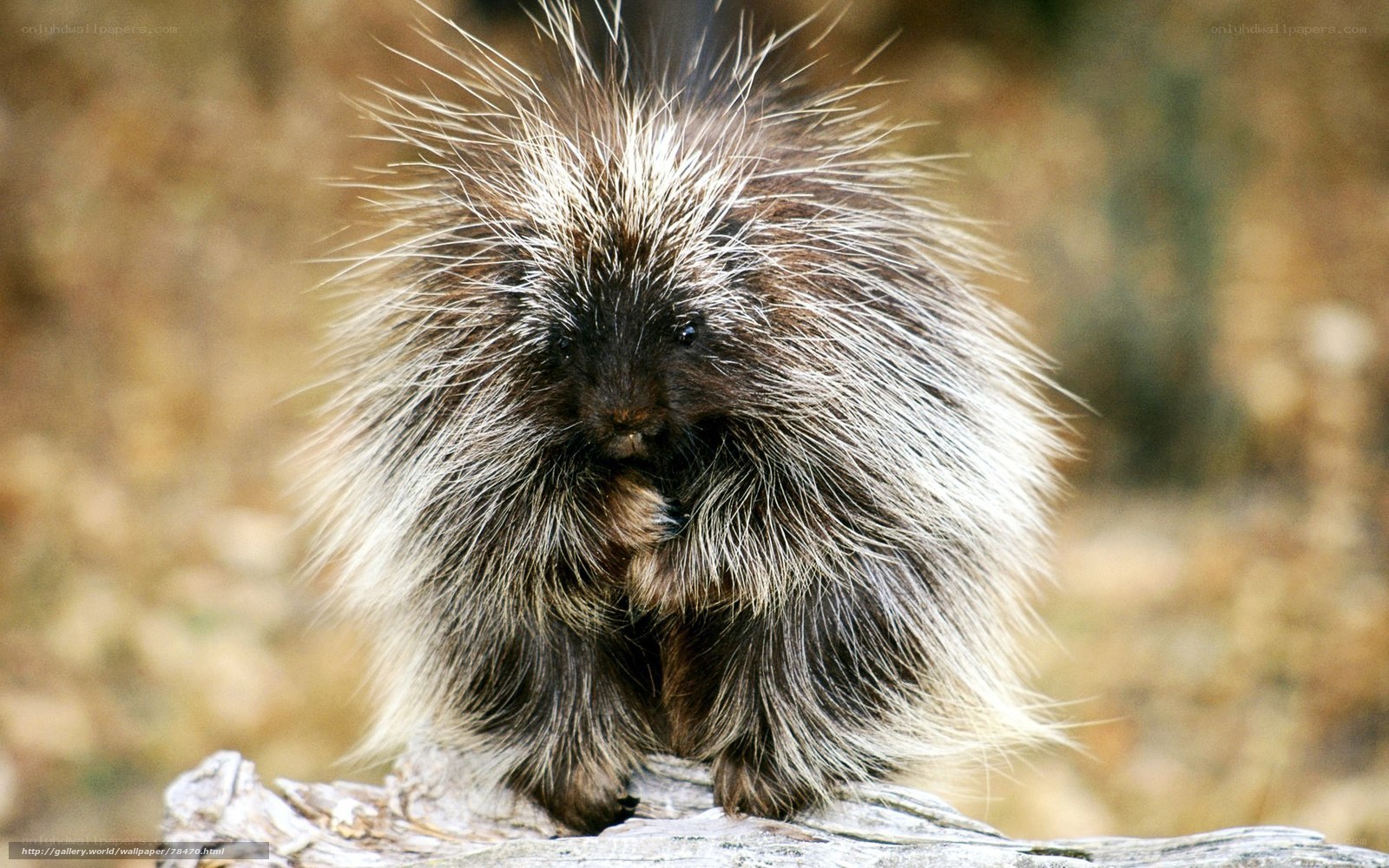 porcupine on a log