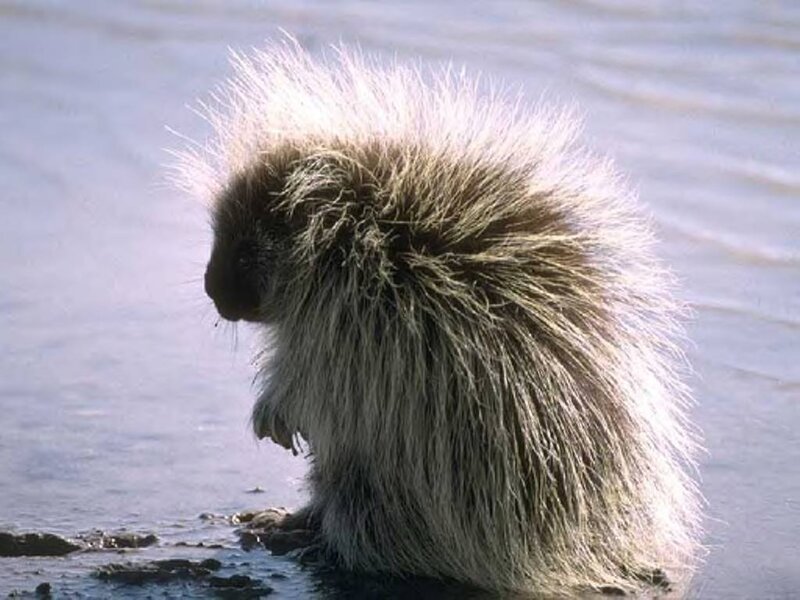 Porcupine on Ice