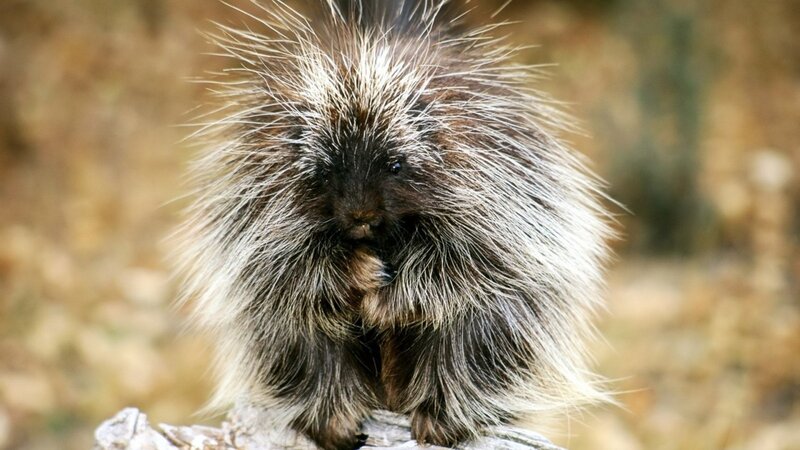Porcupine on Log — Brown