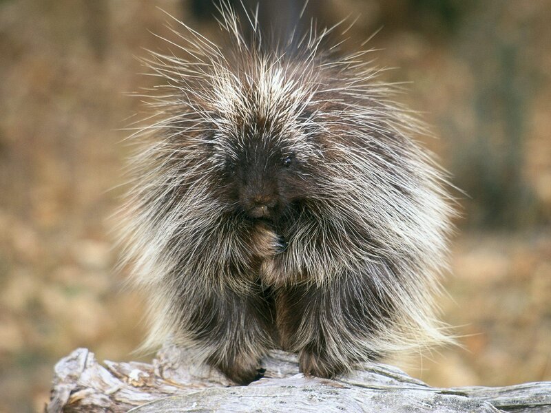 Porcupine on Log