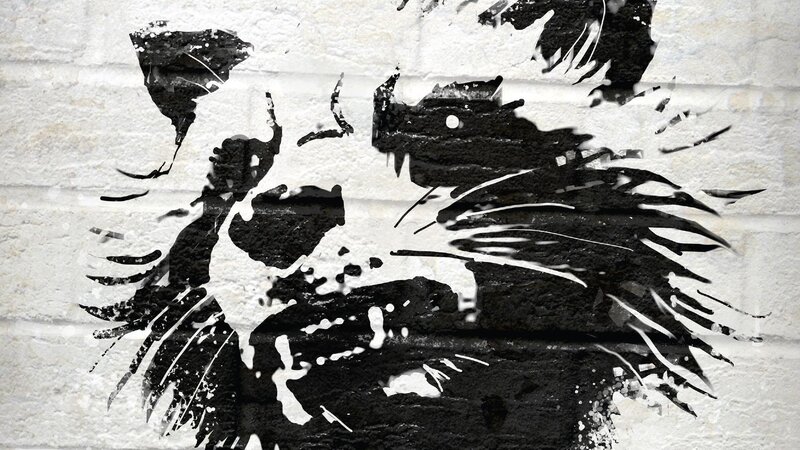 Porcupine on Wall