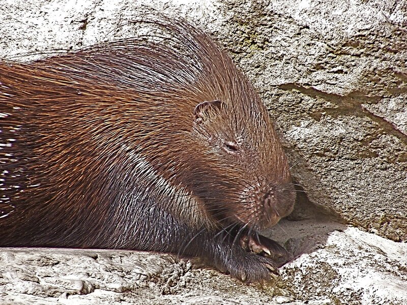 porcupine resting on rock