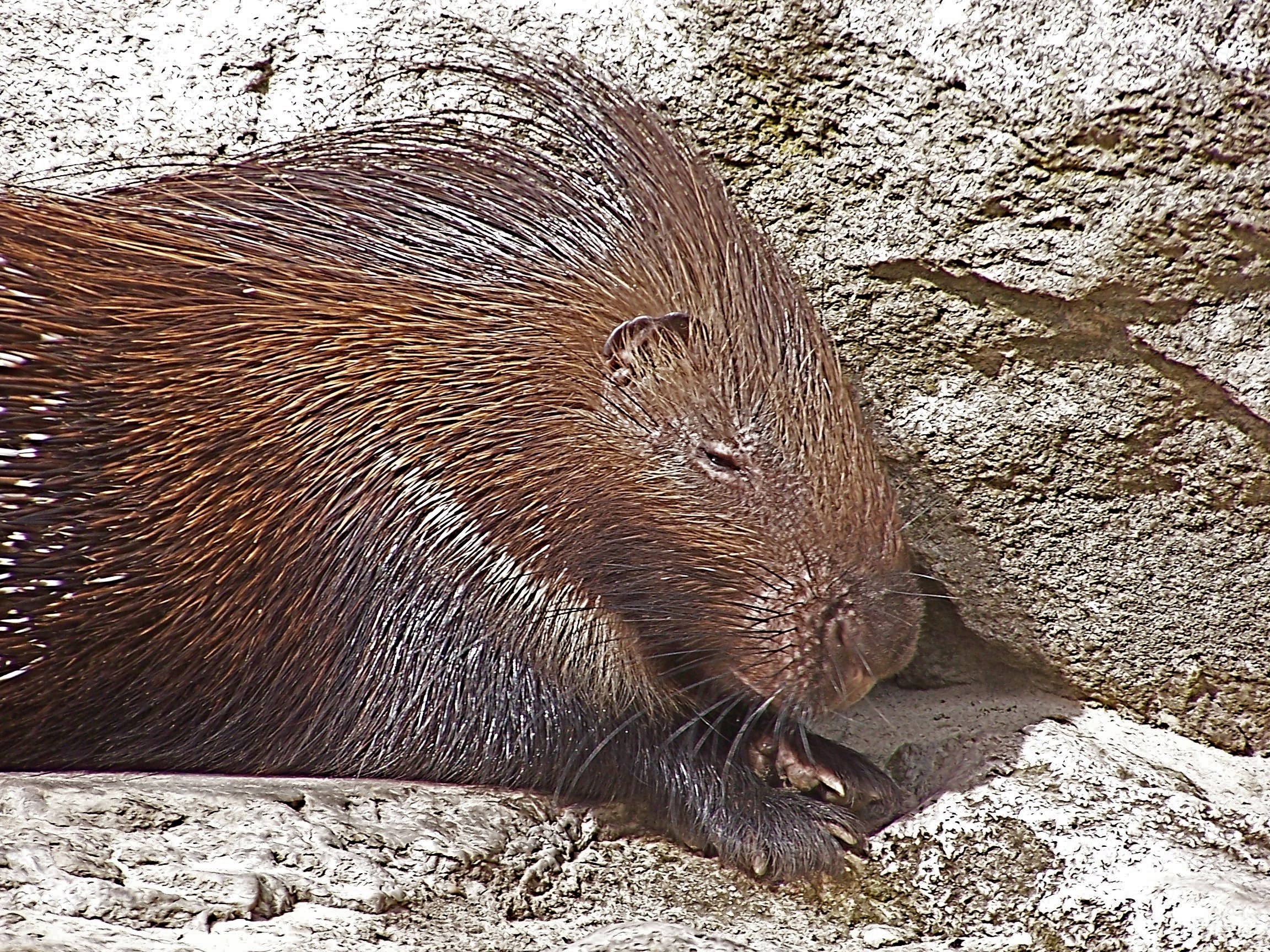 porcupine resting on rock