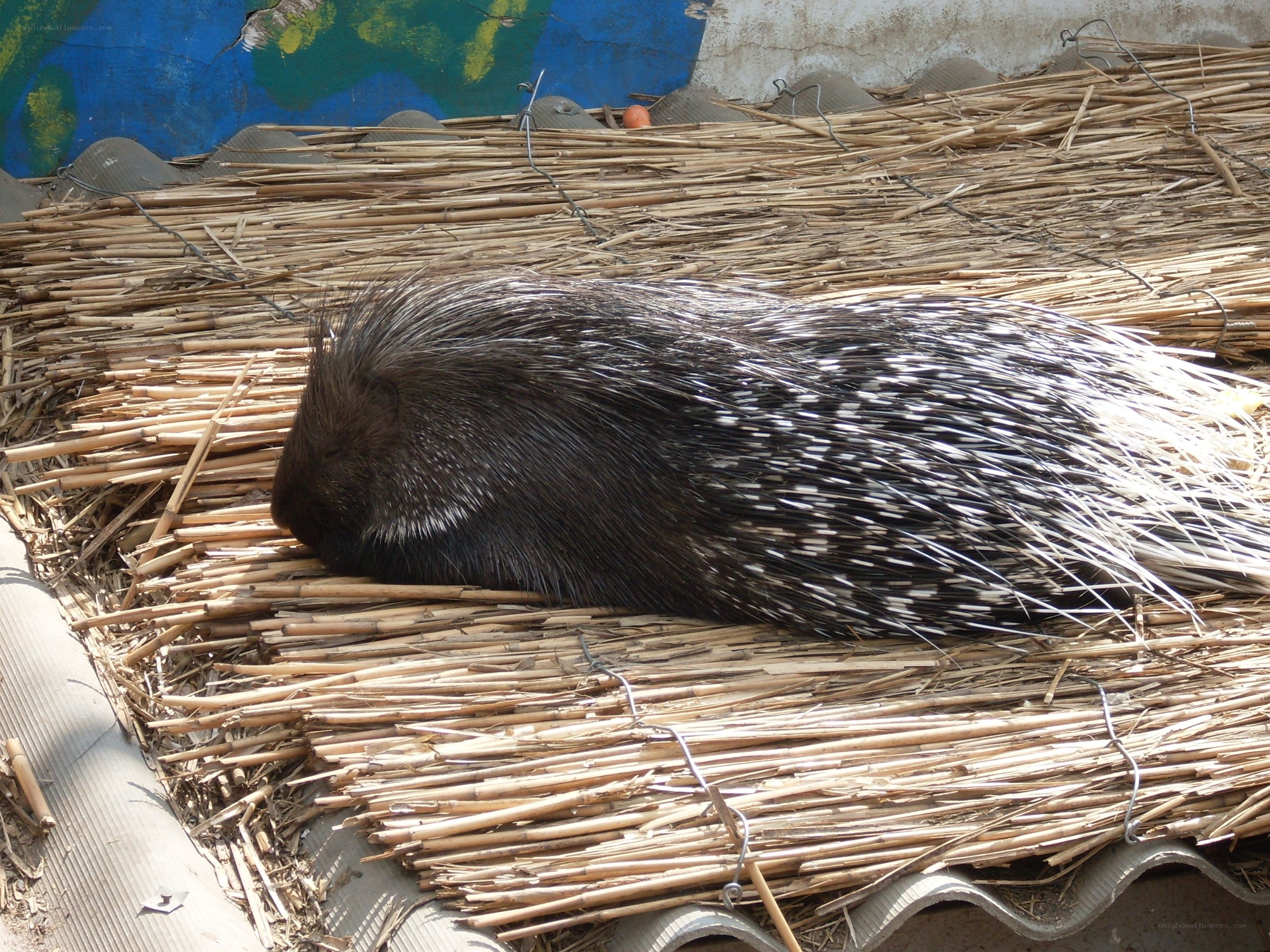 porcupine resting on straw