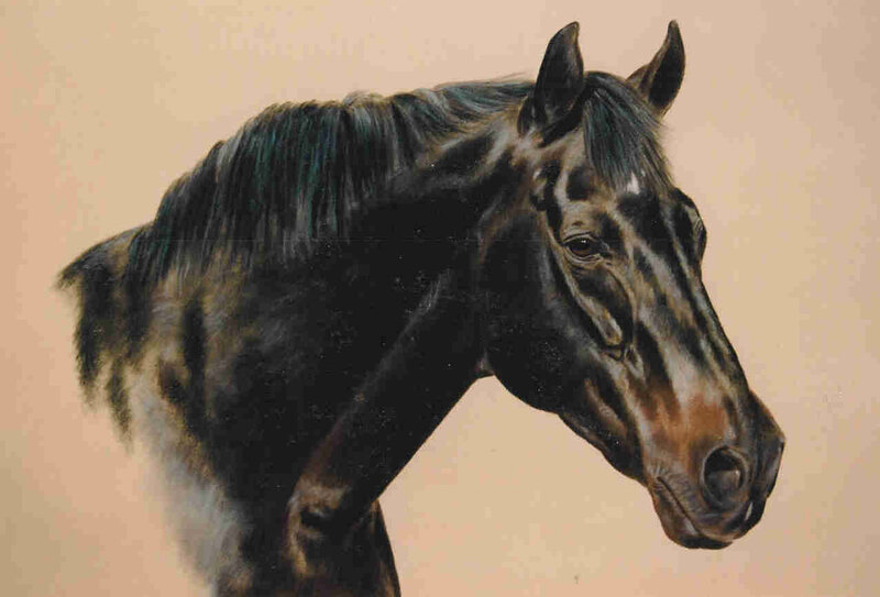portrait of a black horse