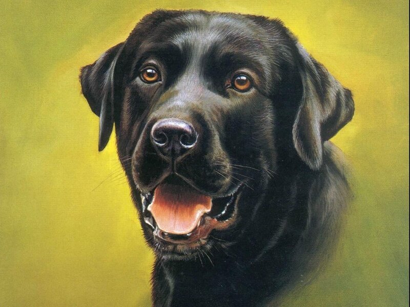 portrait of a black labrador