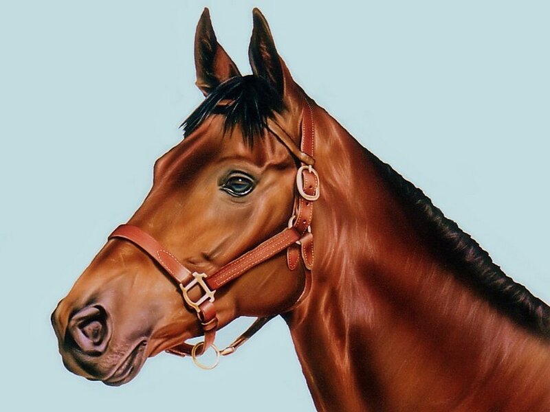 portrait of a brown horse