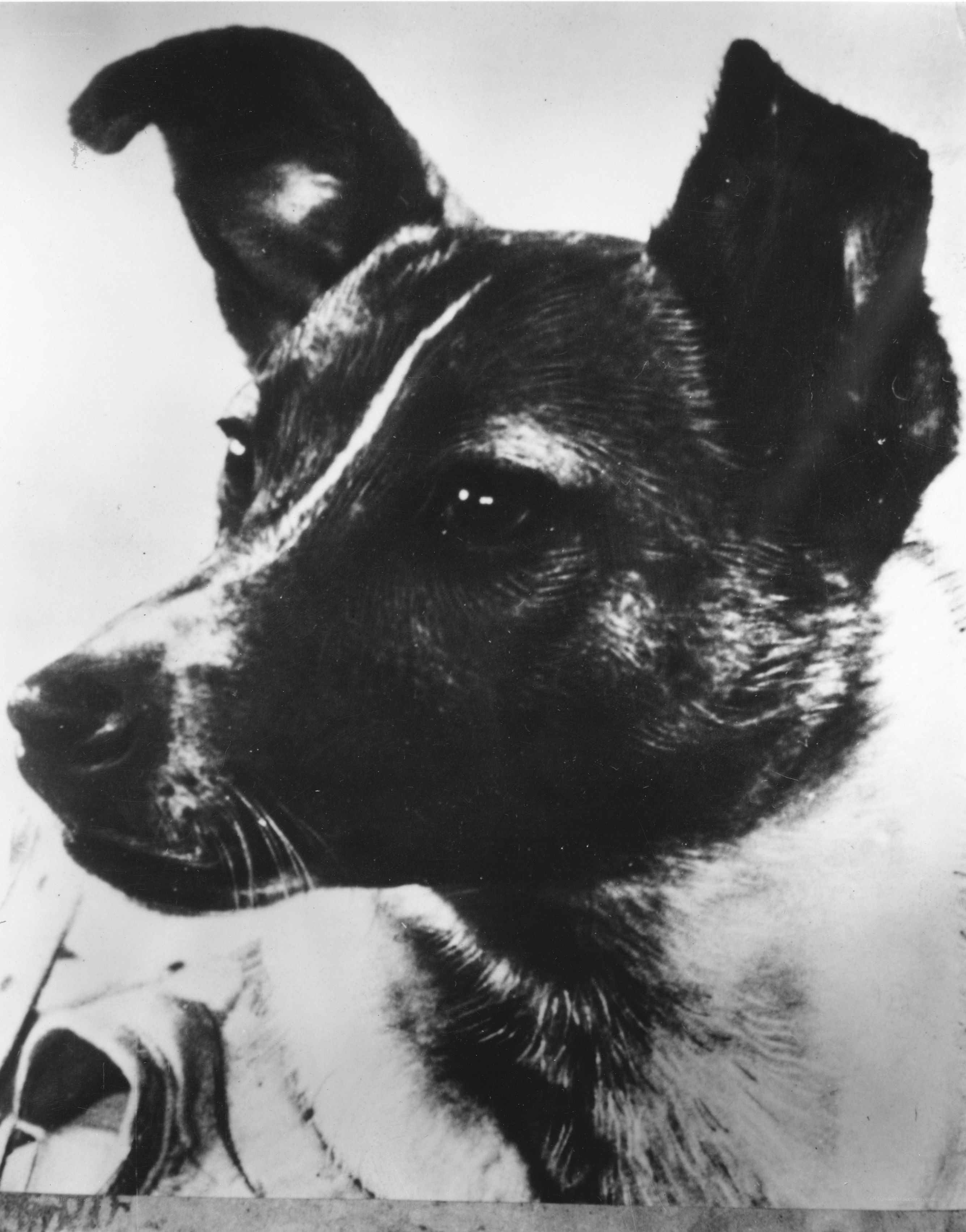 portrait of a dog