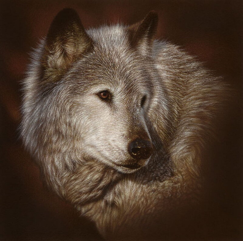 portrait of a gray wolf