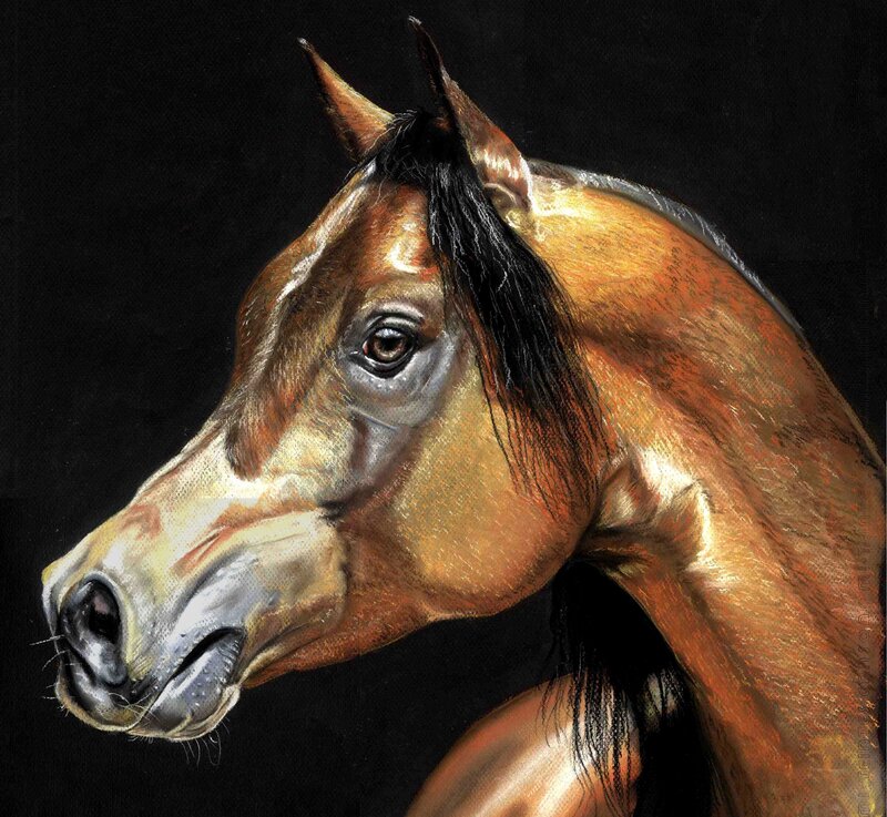 portrait of a horse