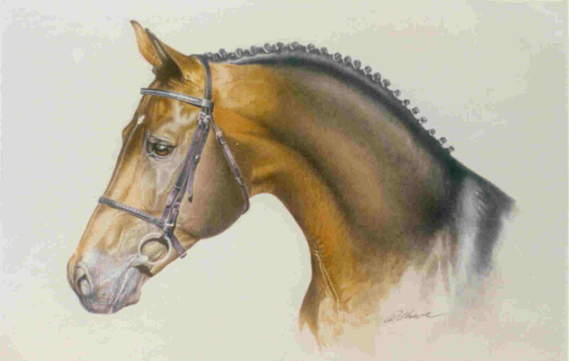 portrait of a horse