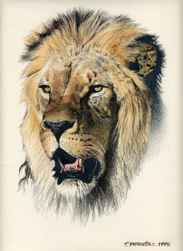 Portrait of a lion