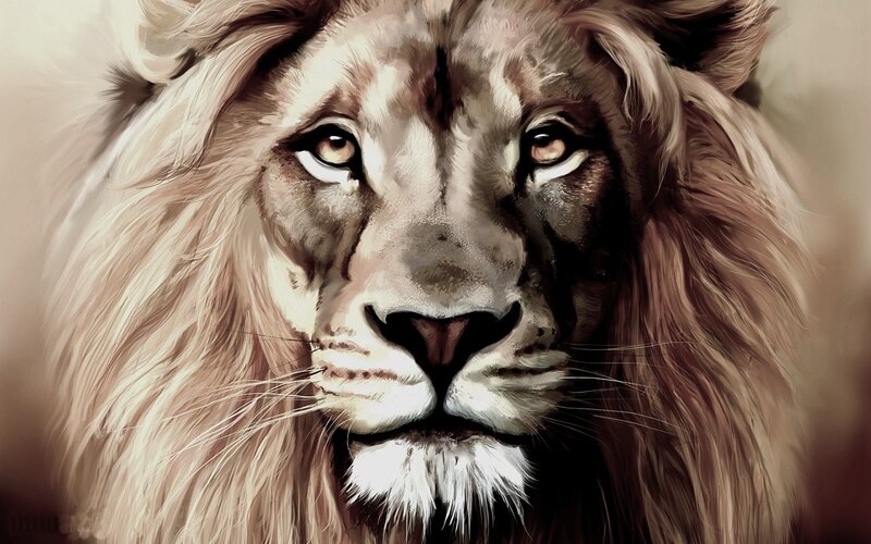 portrait of a lion