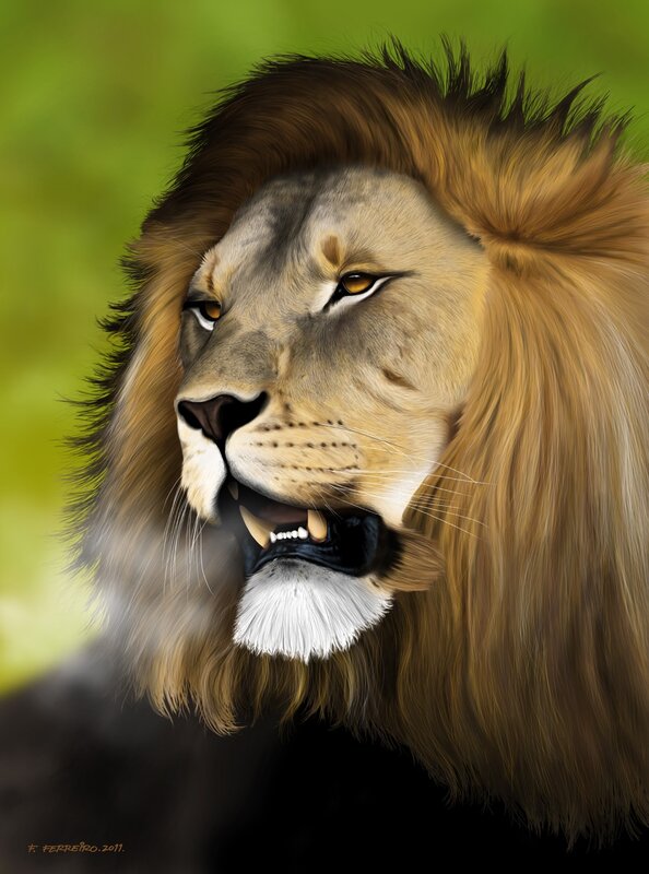 Portrait of a lion