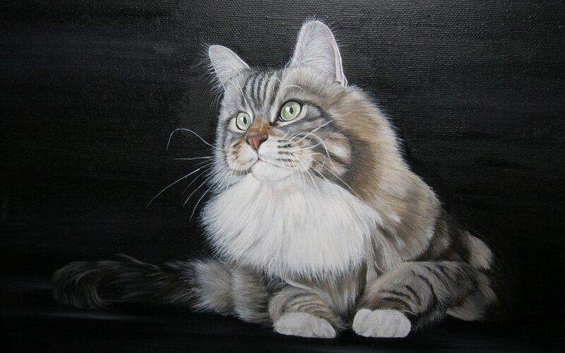portrait of a long-haired cat