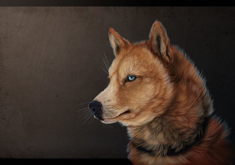 portrait of a red wolf