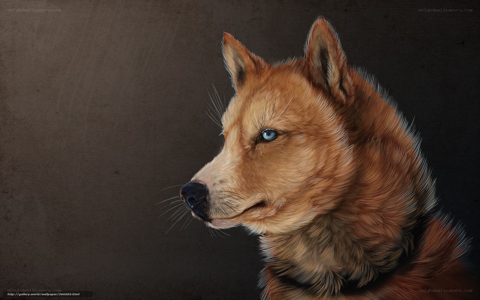 portrait of a red wolf