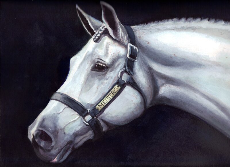 portrait of a white horse