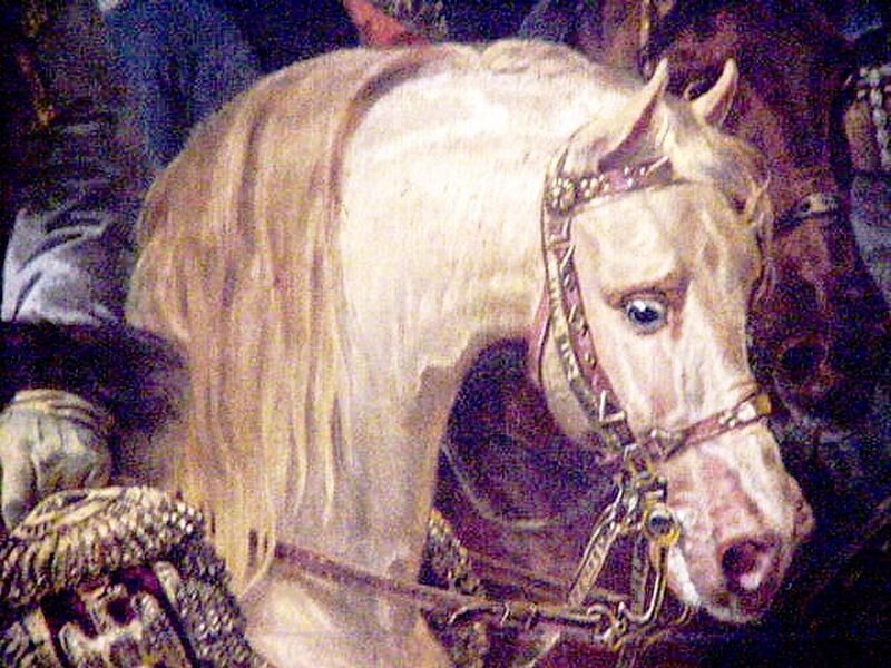 portrait of a white horse