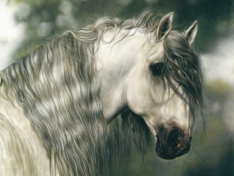 portrait of a white horse