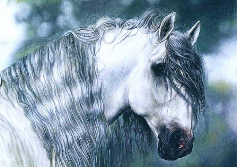 portrait of a white horse